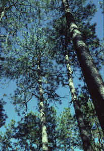 Flomaton virgin longleaf-Escambia Co AL-G Folkerts1.jpg (94401 bytes)