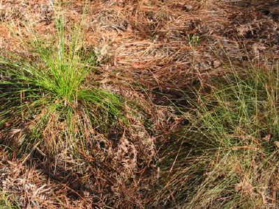 Grass stage LL3_26_08 030b.jpg (78679 bytes)