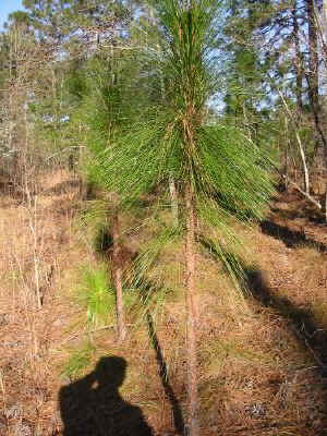 Longleaf young 3_26_08 022a.jpg (74257 bytes)