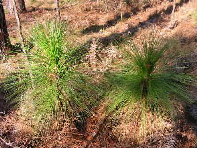 Longleaf young 3_26_08 029a.jpg (79646 bytes)