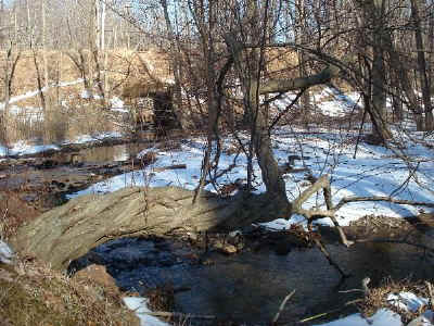 lorimer_park_hornbeam2.jpg (101321 bytes)