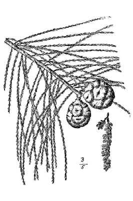 pond_cypress1.jpg (88724 bytes)
