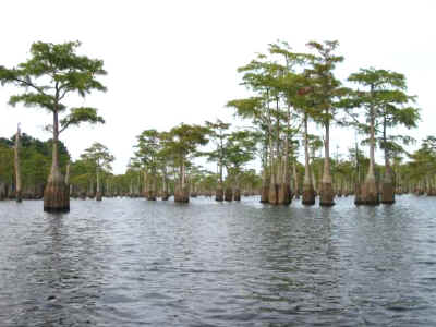 pond_cypress.jpg (61748 bytes)