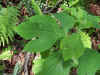 sassafras1.jpg (30091 bytes)