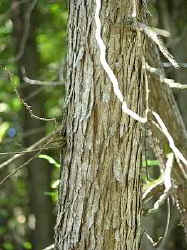 whitecedarbark.jpg (59763 bytes)