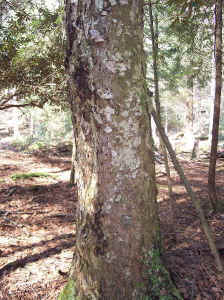 ybirchbark.jpg (113323 bytes)