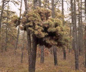 witchs01.jpg (43824 bytes)