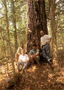 loblolly2.jpg (100545 bytes)