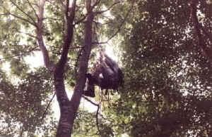 tree_climber_ackers.jpg (45060 bytes)