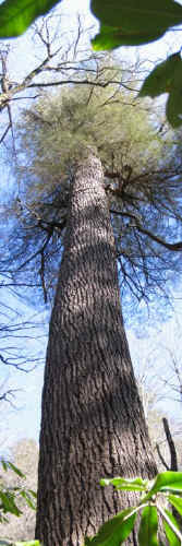 collossus_whole_up.jpg (66538 bytes)