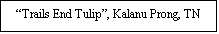 Text Box: Trails End Tulip, Kalanu Prong, TN