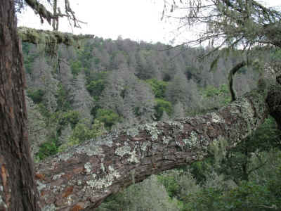 Caldwell_Giant-_huge_branches_and_ridge_across_Caldwell_Fork.JPG (199948 bytes)