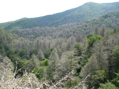 Caldwell_Giant-_sickening_view_across_Little_Bald_Branch_to_Double_Gap_Ridge.JPG (178212 bytes)