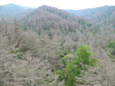 Colleague-_Little_Spruce_Ridge_covered_in_dead_hemlocks-_note_lack_of_hardwoods.JPG (162372 bytes)