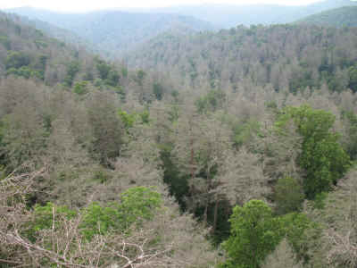 Colleague-_view_up_Caldwell_Fork.JPG (167073 bytes)