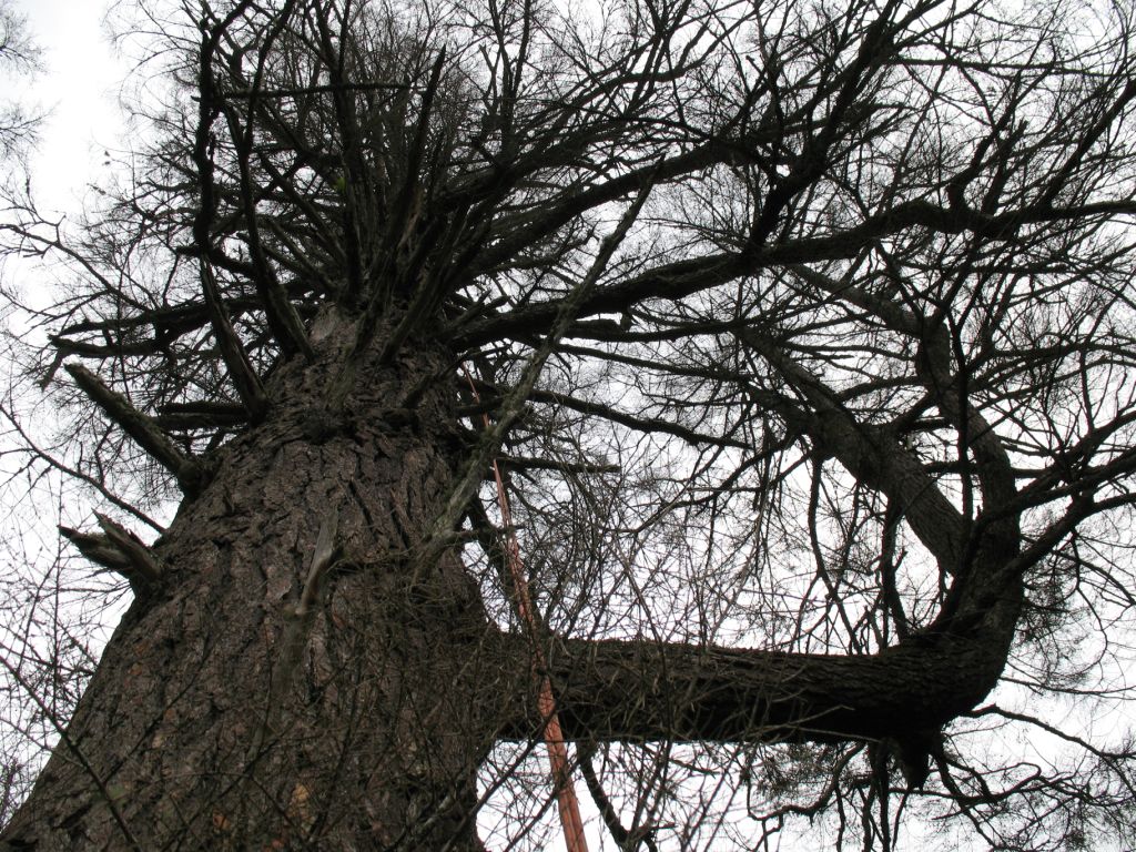 One common feature in a lot of tree architecture, and the starting point for Halle’s starting discovery, is reiteration. That’s when there are several copies of one of the architectural models within a single tree, as when a branch looks like a seedling, but growing out of the tree rather than the ground. Click for source.