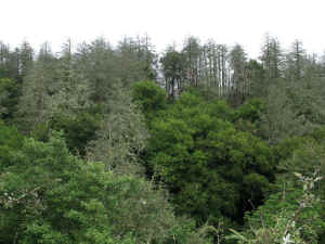 IMG_1340.jpg (74939 bytes)