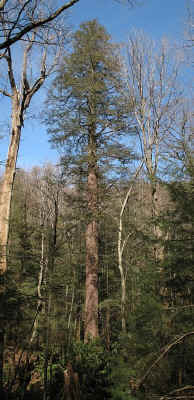 February2007_whole.jpg (125596 bytes)