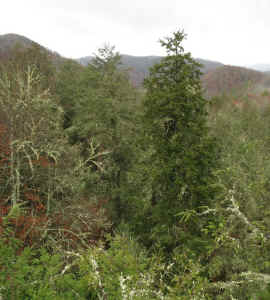 Tree10stitch3.jpg (134032 bytes)
