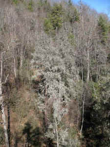 grove_is_dead.jpg (81352 bytes)