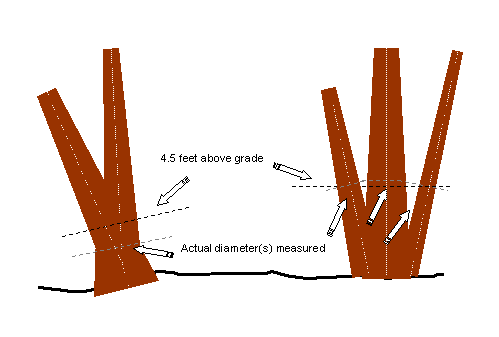 Tsuga Search Measurement Protocols