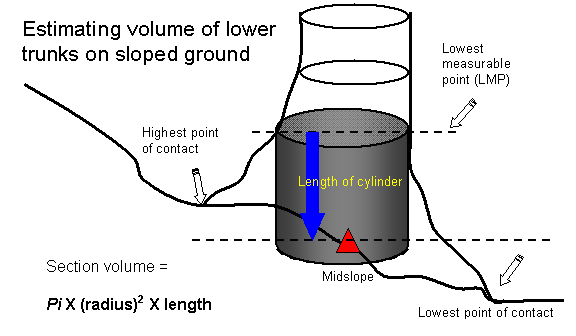 vertical trunk measurement