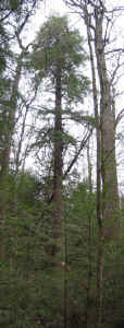 162_tsuga_crown2a.jpg (66816 bytes)