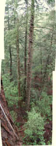 view_below2a.jpg (67597 bytes)