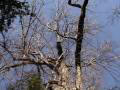 S.C. State Champion Swamp Chestnut Oak Tree