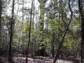 S.C. State Champion Cherrybark Oak Tree