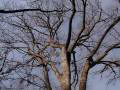 S.C. State Champion Overcup Oak Tree