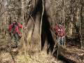 National Champion Laurel Oak Tree