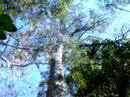 National Champion Loblolly Pine Tree