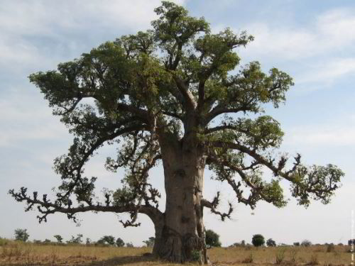 trees in africa