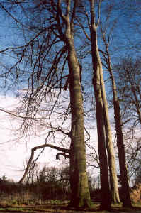 beukenlaan_5a.jpg (58602 bytes)