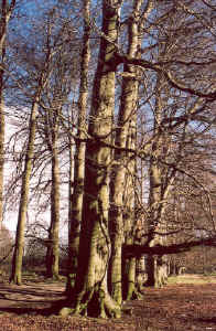 beukenlaan_6.jpg (119542 bytes)