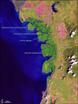matang_l7_1999361.jpg (135329 bytes)