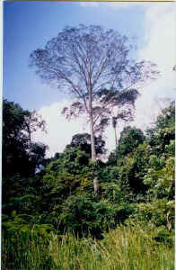 koompassia-excelsa.jpg (42510 bytes)