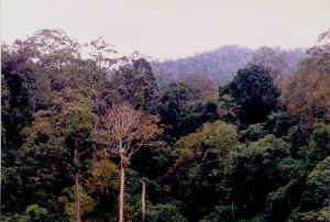 primary-growth3.JPG (34688 bytes)
